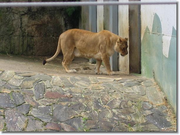 Diapositiva siguiente